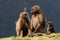 Ethiopian gelada baboons