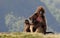 Ethiopian gelada baboons