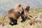 Ethiopian gelada baboons