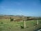 Ethiopian landscape.