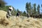 Ethiopian men threshing harvested grain