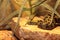 Ethiopian mountain adder known as Bitis parviocula