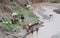 Ethiopian people with cattle