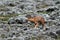 Ethiopian wolf in the Bale Mountains of Ethiopia in Africa