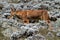 Ethiopian wolf in the Bale Mountains of Ethiopia in Africa