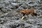 Ethiopian wolf in the Bale Mountains of Ethiopia in Africa