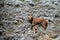 Ethiopian wolf in the Bale Mountains of Ethiopia in Africa