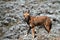 Ethiopian wolf in the Bale Mountains of Ethiopia in Africa