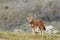 The Ethiopian wolf Canis simensis, an endangered canid that lives on the Ethiopian Highlands