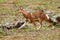 The Ethiopian wolf Canis simensis, an endangered canid that lives on the Ethiopian Highlands