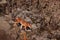 Ethiopian wolf, Canis simensis, in the nature. Bale Mountains NP, in Ethiopia. Rare endemic animal from east Africa. Wildlife