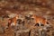 Ethiopian wolf, Canis simensis, in the nature. Bale Mountains NP, in Ethiopia. Rare endemic animal from east Africa. Wildlife