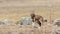 Ethiopian Wolf Looking around