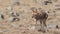 Ethiopian Wolf Walking in Arid Field