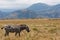 Ethiopian zebra on the savannah