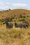 Ethiopian zebras on the savannah