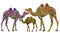 Ethnic camels