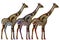 Ethnic giraffes