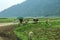 Ethnic minorities on road near Noong lake