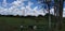 Eting caw Grass and man looking caws and farm and clouds and sky