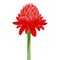 Etlingera elatior, red torch ginger flower isolated on white background.