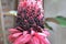 Etlingera Elatior or Red Torch Ginger - red flower in the nature