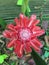 Etlingera elatior  The showy pink flowers are used in decorative arrangements are an important ingredient across Southeast Asia.