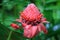 Etlingera flower