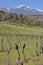 Etna volcano with vineyards Sicily Italy