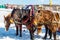 Etnomir, Russia - March 2019: Russian horses troika in winter, riding horses