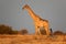Etosha giraffe, Namibia