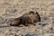 Etosha, June 19, 2019: A blue wildebeest lies in the middle of arid grass in the desert and looks into the distance