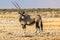 Etosha, Namibia