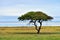 Etosha, Namibia, Africa