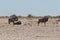 Etosha, Namibia, June 18, 2019: Several blue wildebeests rest in the middle of a lifeless rocky desert