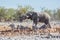 Etosha, Namibia, June 19, 2019: An adult African elephant drinks from a small watering hole in the rocky desert with zebras and