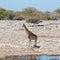 Etosha, Namibia, June 19, 2019: A black giraffe stands at a watering hole in the middle of a rocky desert with bushes in the