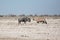 Etosha, Namibia, June 19, 2019: Blue wildebeest and oryx stand and stare at each other
