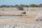 Etosha, Namibia, June 19, 2019: A giraffe drinks water at a watering hole in the desert with a green bush in the
