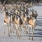 Etosha, Namibia, June 19, 2019: A huge herd of springboks cross a white dirt rocky road in a national park. Bushes in the