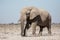 Etosha, Namibia, June 19, 2019: A large elephant stands in the middle of a rocky desert with bushes in the background
