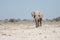 Etosha, Namibia, June 19, 2019: A large elephant walks across the rocky desert right at us, bushes in the background