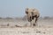 Etosha, Namibia, June 19, 2019: A large elephant walks across the rocky desert towards us, with bushes in the background