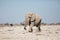 Etosha, Namibia, June 19, 2019: A large elephant walks past us in the rocky desert with bushes in the background