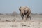 Etosha, Namibia, June 19, 2019: A large elephant walks past us in the rocky desert, with bushes in the background. Close