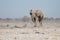 Etosha, Namibia, June 19, 2019: A large elephant walks through a rocky desert past fallen trees, bushes in the background