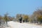 Etosha, Namibia, September 19, 2022: Elephants mother and son walking in the distance on the road in perspective. Rear view