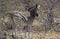 Etosha National Park Zebra