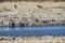 Etosha National Park - Zebra at a watering hole - Namibia - 2017