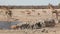 Etosha waterhole